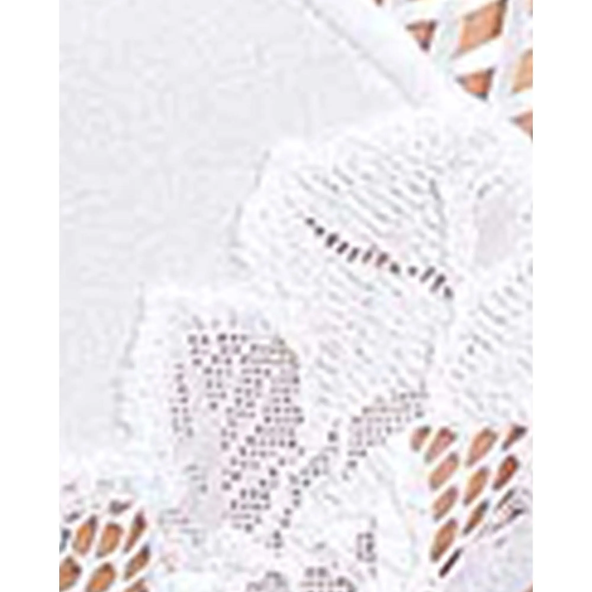 Coton D'Arum Organic Cotton Brief with Lace-White