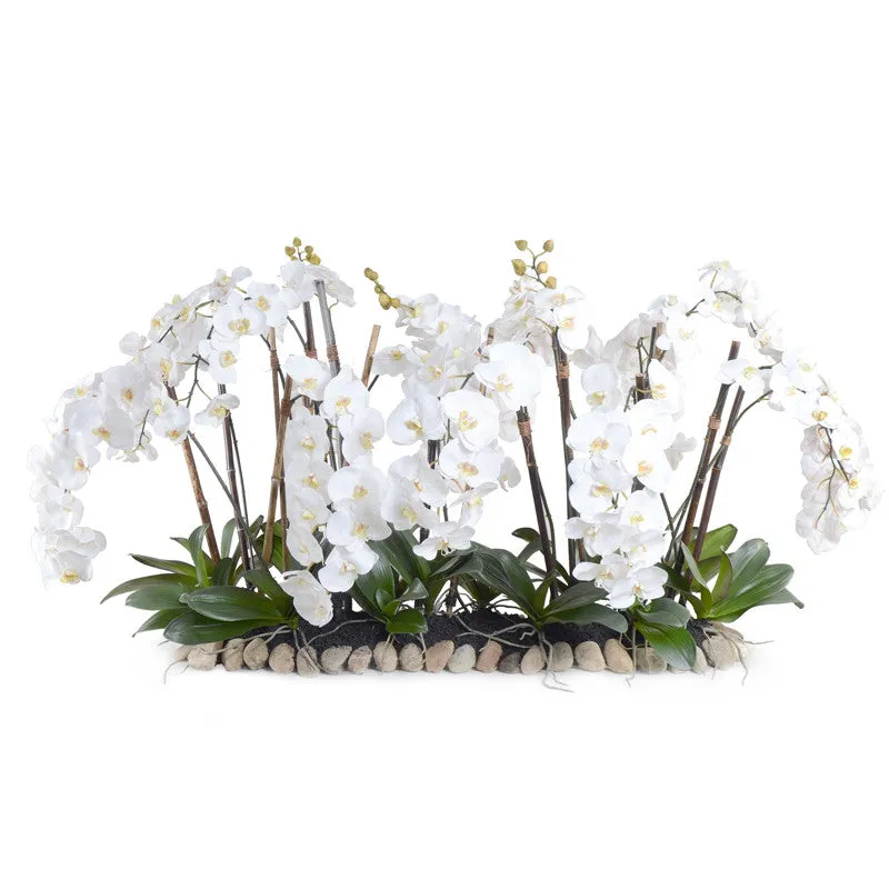 Phalaenopsis Orchid Flowerscape - White