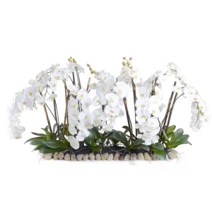 Phalaenopsis Orchid Flowerscape - White
