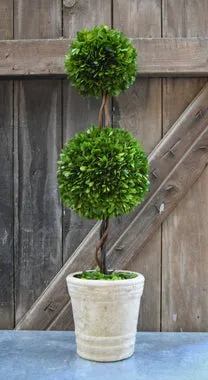 Preserved Boxwood Double Ball Topiary - 30"