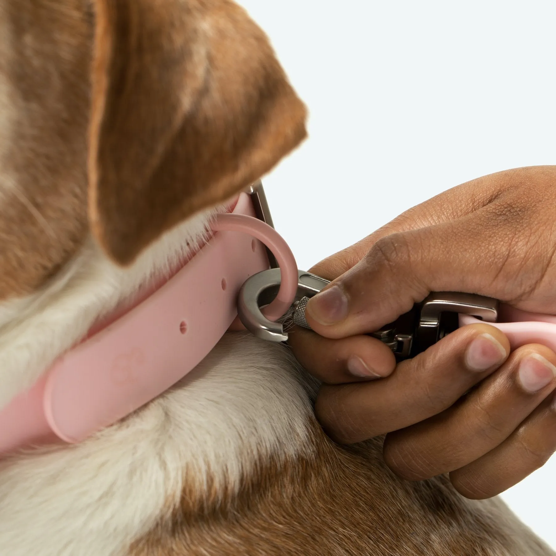 Rosewater Waterproof PVC Collar